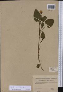 Viola canina subsp. ruppii (All.) Schübl. & G. Martens, Восточная Европа, Нижневолжский район (E9) (Россия)