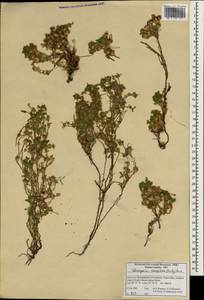 Dionysia cespitosa (Duby) Boiss., Зарубежная Азия (ASIA) (Иран)