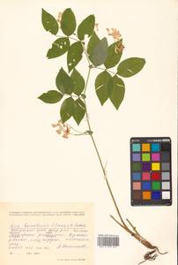 Горошек разветвленный (Maxim.) Ohwi, Сибирь, Дальний Восток (S6) (Россия)