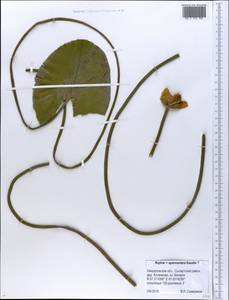 Nuphar ×spenneriana Gaudin, Восточная Европа, Восточный район (E10) (Россия)