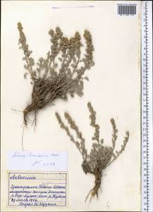 Полынь тяньшанская (Krasch. ex Poljak.) Y.R. Ling, Средняя Азия и Казахстан, Северный и Центральный Тянь-Шань (M4) (Киргизия)