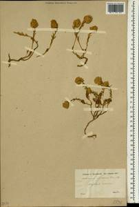Aethionema schistosum Boiss. & Kotschy, Зарубежная Азия (ASIA) (Турция)