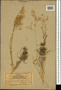 Костер японский Houtt., Кавказ, Азербайджан (K6) (Азербайджан)
