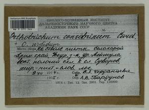 Lewinskya sordida (Sull. & Lesq.) F. Lara, Garilleti & Goffinet, Гербарий мохообразных, Мхи - Дальний Восток (без Чукотки и Камчатки) (B20) (Россия)