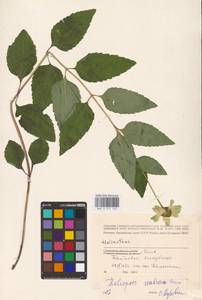Heliopsis helianthoides var. scabra (Dunal) Fernald, Восточная Европа, Северо-Украинский район (E11) (Украина)