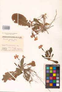 Первоцвет обыкновенный Huds., Кавказ, Абхазия (K4a) (Абхазия)