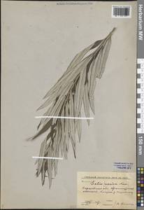 Ива прутовидная, Ива корзиночная L., Восточная Европа, Нижневолжский район (E9) (Россия)