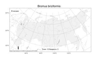 Bromus briziformis, Костер трясунковидный Fisch. & C.A.Mey., Атлас флоры России (FLORUS) (Россия)