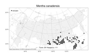 Mentha canadensis, Мята канадская L., Атлас флоры России (FLORUS) (Россия)