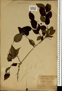 Magnoliopsida, Зарубежная Азия (ASIA) (Япония)