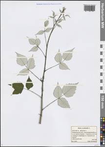 Rubus occidentalis L., Восточная Европа, Центральный район (E4) (Россия)