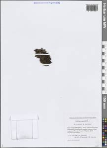 Камнеломка супротивнолистная L., Сибирь, Центральная Сибирь (S3) (Россия)