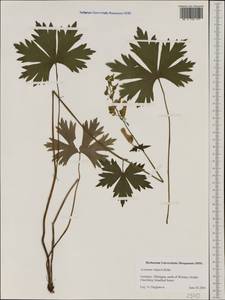 Aconitum lycoctonum subsp. vulparia (Rchb.) Nyman, Западная Европа (EUR) (Германия)