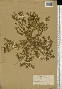 Торичник приморский, Торичник морской (L.) Besser, Восточная Европа, Нижневолжский район (E9) (Россия)