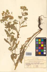 Молочай острый L., Сибирь, Дальний Восток (S6) (Россия)