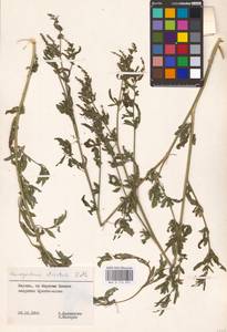 Chenopodium betaceum Andrz., Восточная Европа, Литва (E2a) (Литва)