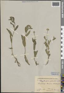 Скрытосемянница серповидная Kar. & Kir., Средняя Азия и Казахстан, Сырдарьинские пустыни и Кызылкумы (M7) (Узбекистан)