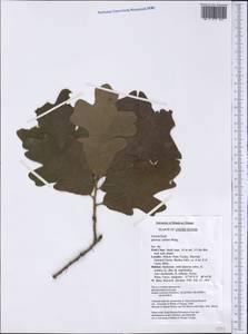 Quercus stellata Wangenh., Америка (AMER) (США)