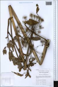 Дудник низбегающий, Дягиль низбегающий (Ledeb.) B.Fedtsch., Сибирь, Прибайкалье и Забайкалье (S4) (Россия)