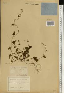 Гречишка вьюнковая (L.) Á. Löve, Восточная Европа, Южно-Украинский район (E12) (Украина)