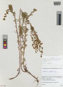 Полынь каменная L., Сибирь, Алтай и Саяны (S2) (Россия)