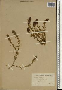 Thymbra spicata L., Зарубежная Азия (ASIA) (Турция)