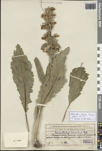 Зопничек губастый (Bunge) Adylov, Kamelin & Makhm., Средняя Азия и Казахстан, Сырдарьинские пустыни и Кызылкумы (M7) (Казахстан)