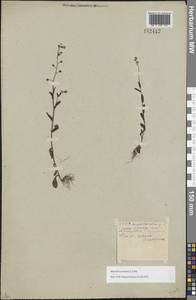 Незабудка полевая (L.) Hill, Восточная Европа, Белоруссия (E3a) (Белоруссия)