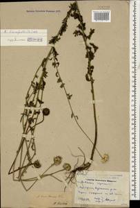Cota triumfettii (L.) Gay, Кавказ, Дагестан (K2) (Россия)