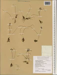 Pseudomuscari inconstrictum (Rech.f.) Garbari, Зарубежная Азия (ASIA) (Кипр)