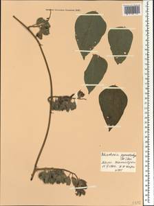 Rhynchosia pycnostachya (DC.)Meikle, Африка (AFR) (Мали)