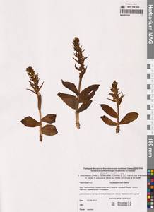 Dactylorhiza viridis var. virescens (Muhl. ex Willd.) Baumbach, Сибирь, Чукотка и Камчатка (S7) (Россия)