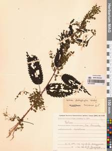 Крапива плосколистная Wedd., Сибирь, Чукотка и Камчатка (S7) (Россия)