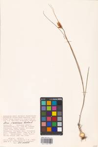 Лук предвиденный Rchb., Средняя Азия и Казахстан, Прикаспийский Устюрт и Северное Приаралье (M8) (Казахстан)
