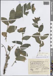 Девясил сизый C.Winkl., Средняя Азия и Казахстан, Памир и Памиро-Алай (M2) (Узбекистан)