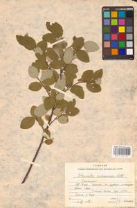 Кизильник рыхлоцветковый (J.Jacq.) Lindl., Восточная Европа, Восточный район (E10) (Россия)