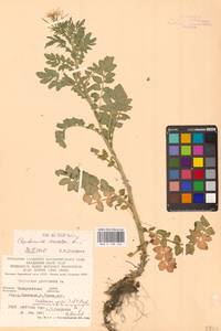 Сердечник горький L., Восточная Европа, Западно-Украинский район (E13) (Украина)