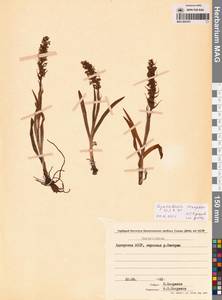 Кокушник длиннорогий (L.) R.Br., Кавказ, Грузия (K4) (Грузия)