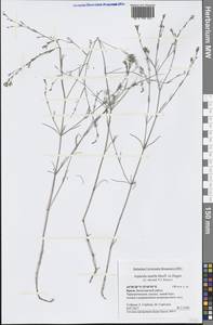 Cynanchica tenella (Heuff. ex Degen) P.Caputo & Del Guacchio, Крым (KRYM) (Россия)