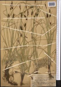 Осока черноколосая M.Bieb. ex Willd., Средняя Азия и Казахстан, Западный Тянь-Шань и Каратау (M3) (Казахстан)