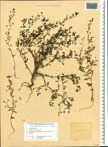 Льняночка малая, Хеноринум малый (L.) Lange, Крым (KRYM) (Россия)