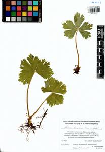 Anemonastrum baicalense (Turcz.) Mosyakin, Сибирь, Прибайкалье и Забайкалье (S4) (Россия)