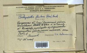 Odontoschisma fluitans (Nees) L. Söderstr. & Váňa, Гербарий мохообразных, Мхи - Центральное Нечерноземье (B6) (Россия)