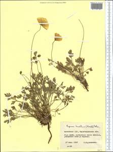 Papaver tenellum Tolm., Средняя Азия и Казахстан, Муюнкумы, Прибалхашье и Бетпак-Дала (M9) (Казахстан)