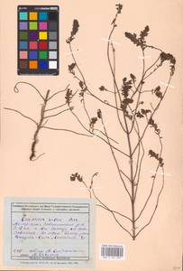 MHA 0 161 939, Зубчатка обыкновенная Moench, Восточная Европа, Ростовская область (E12a) (Россия)