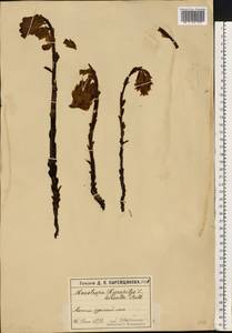 Подъельник обыкновенный Crantz, Восточная Европа, Московская область и Москва (E4a) (Россия)