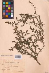 Солянка обыкновенная, Солянка сорная L., Восточная Европа, Центральный лесостепной район (E6) (Россия)