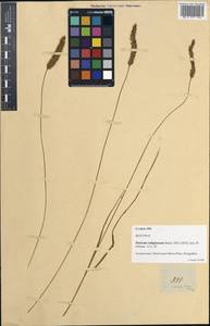 Setaria helvola (L.f.) Roem. & Schult., Зарубежная Азия (ASIA) (Филиппины)