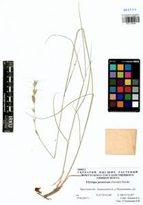 Pseudoroegneria reflexiaristata (Nevski) A.N.Lavrenko, Сибирь, Прибайкалье и Забайкалье (S4) (Россия)