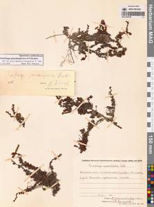 Камнеломка аянская (Sipliv.) Vorosch., Сибирь, Чукотка и Камчатка (S7) (Россия)